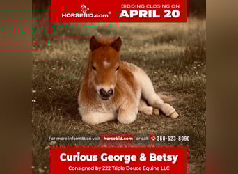 More ponies/small horses, Mare, 5 years, 8 hh, Pinto