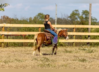More ponies/small horses, Mare, 5 years, 9,2 hh, Sorrel