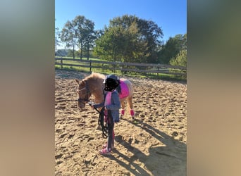 More ponies/small horses Mix, Mare, 6 years, 11 hh