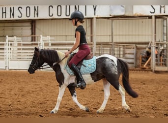 More ponies/small horses, Mare, 6 years, 11 hh