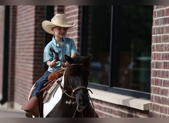 More ponies/small horses, Mare, 6 years, 11 hh