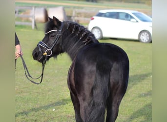 More ponies/small horses, Mare, 6 years, 12.1 hh, Black