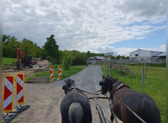 More ponies/small horses, Mare, 6 years, 12 hh, Gray-Dapple