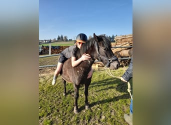 More ponies/small horses Mix, Mare, 6 years, 12,1 hh