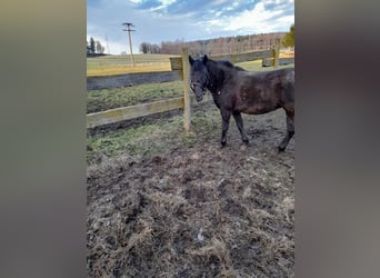 More ponies/small horses Mix, Mare, 6 years, 12,1 hh