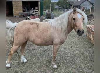 More ponies/small horses, Mare, 6 years, 12,1 hh, Palomino