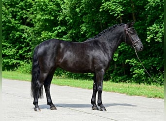 More ponies/small horses, Mare, 6 years, 13.3 hh, Black