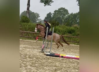 More ponies/small horses, Mare, 6 years, 13.3 hh, Roan-Red