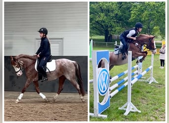 More ponies/small horses, Mare, 6 years, 13.3 hh, Roan-Red