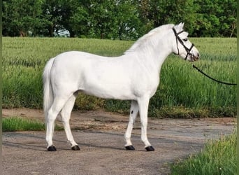 More ponies/small horses, Mare, 6 years, 13,1 hh, Gray