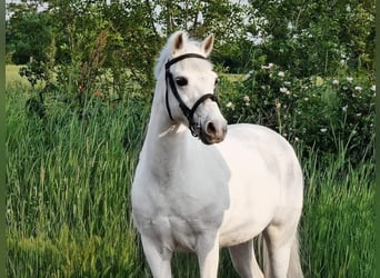 More ponies/small horses, Mare, 6 years, 13,1 hh, Gray