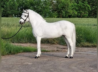 More ponies/small horses, Mare, 6 years, 13,1 hh, Gray