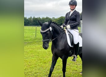More ponies/small horses, Mare, 6 years, 13,2 hh, Black