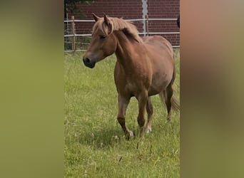 More ponies/small horses Mix, Mare, 6 years, 13,2 hh, Chestnut-Red