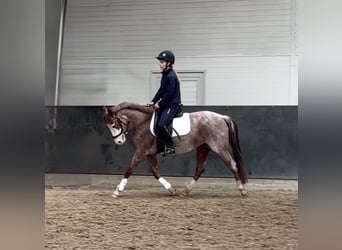 More ponies/small horses, Mare, 6 years, 13,3 hh, Roan-Red