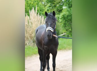 More ponies/small horses, Mare, 6 years, 14.1 hh, Black