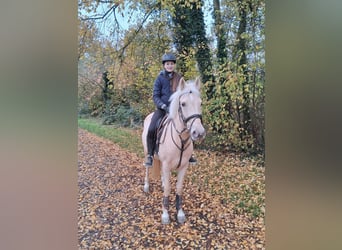 More ponies/small horses, Mare, 6 years, 14.1 hh, Palomino