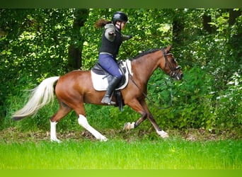 More ponies/small horses, Mare, 6 years, 14.1 hh, Pinto