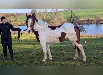 More ponies/small horses, Mare, 6 years, 14.1 hh, Pinto