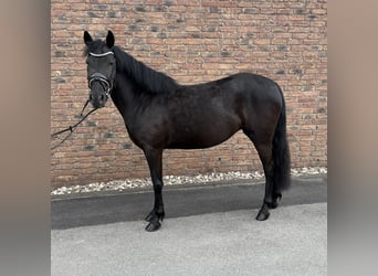 More ponies/small horses, Mare, 6 years, 14.2 hh, Black