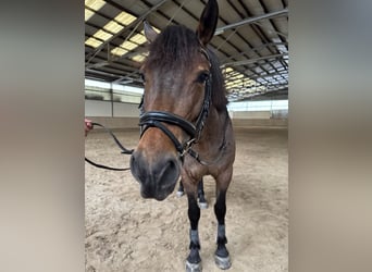 More ponies/small horses Mix, Mare, 6 years, 14.3 hh, Dun More ponies/small horses Mix, Mare, 6 years, 14.3 hh, Dun
