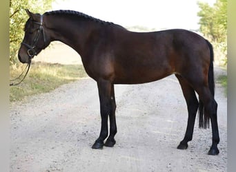 More ponies/small horses, Mare, 6 years, 14 hh, Bay-Dark