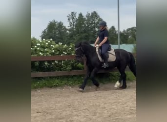 More ponies/small horses, Mare, 6 years, 14,1 hh, Black