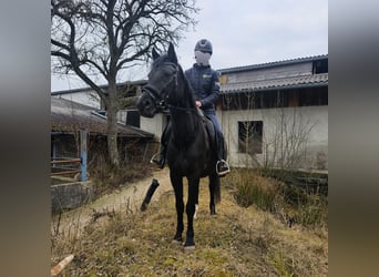 More ponies/small horses, Mare, 6 years, 14,1 hh, Black