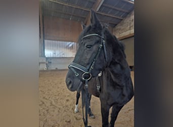 More ponies/small horses, Mare, 6 years, 14,1 hh, Black