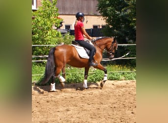 More ponies/small horses, Mare, 6 years, 14,1 hh, Brown