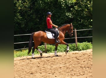 More ponies/small horses, Mare, 6 years, 14,1 hh, Brown