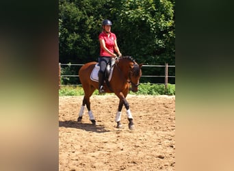 More ponies/small horses, Mare, 6 years, 14,1 hh, Brown