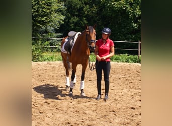 More ponies/small horses, Mare, 6 years, 14,1 hh, Brown