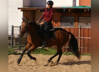 More ponies/small horses, Mare, 6 years, 14,1 hh, Brown