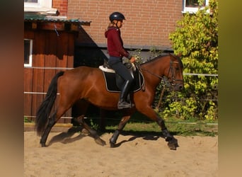 More ponies/small horses, Mare, 6 years, 14,1 hh, Brown