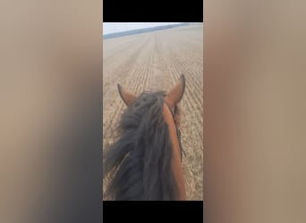 More ponies/small horses, Mare, 6 years, 14,1 hh, Brown
