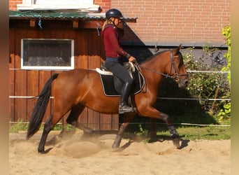 More ponies/small horses, Mare, 6 years, 14,1 hh, Brown