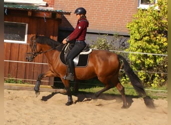 More ponies/small horses, Mare, 6 years, 14,1 hh, Brown
