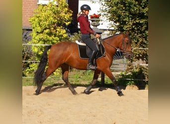 More ponies/small horses, Mare, 6 years, 14,1 hh, Brown