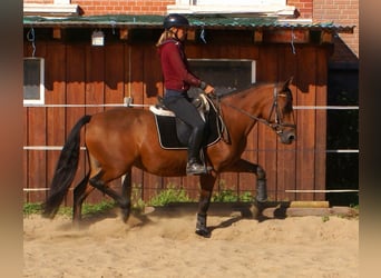 More ponies/small horses, Mare, 6 years, 14,1 hh, Brown