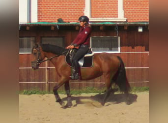 More ponies/small horses, Mare, 6 years, 14,1 hh, Brown