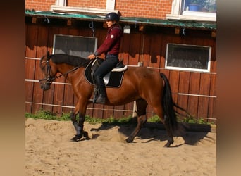 More ponies/small horses, Mare, 6 years, 14,1 hh, Brown