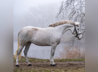 More ponies/small horses, Mare, 6 years, 14,1 hh, Grey