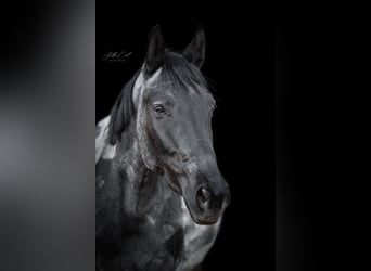 More ponies/small horses, Mare, 6 years, 14,1 hh, Roan-Blue