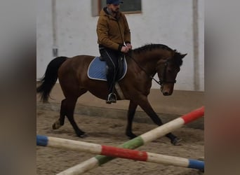 More ponies/small horses, Mare, 6 years, 14,2 hh, Brown