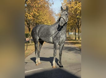 More ponies/small horses, Mare, 6 years, 14,3 hh, Grey-Dapple