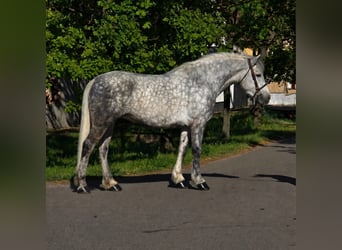More ponies/small horses, Mare, 6 years, 15.1 hh, Grey-Dapple