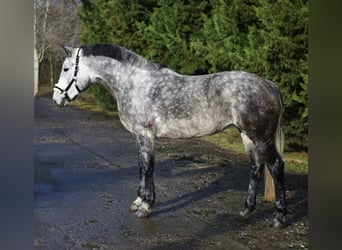 More ponies/small horses, Mare, 6 years, 15.1 hh, Grey-Dapple