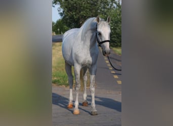 More ponies/small horses, Mare, 6 years, 15.1 hh, Grey