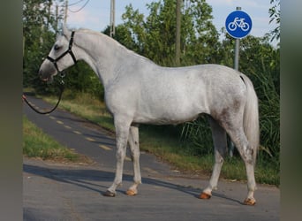 More ponies/small horses, Mare, 6 years, 15.1 hh, Grey
